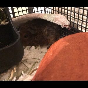 Meet your Posher, Daniella